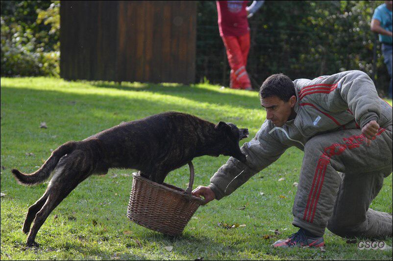 2013-val6-champ-Falko (Copier).jpg